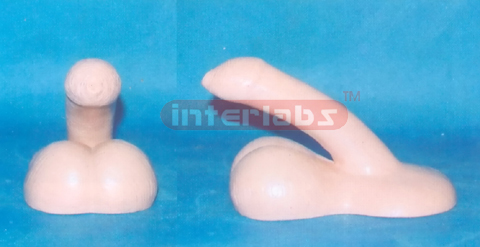 MALE PREPUTIUM GENITAL ORGAN MODEL